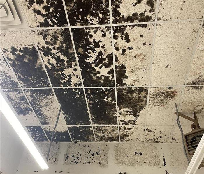 Mold shown on ceiling in building